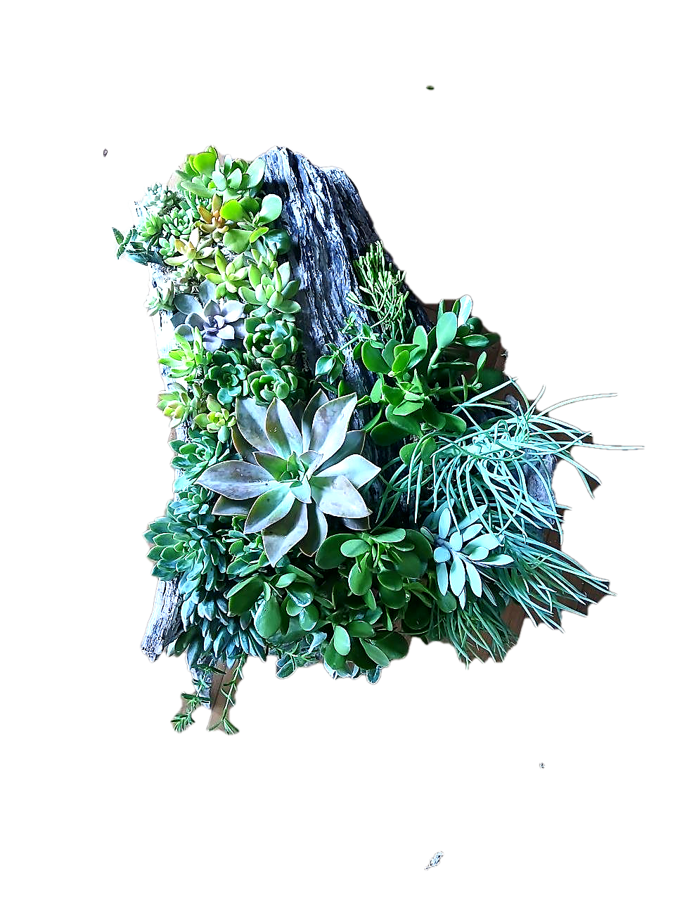 Succulent driftwood workshop detail