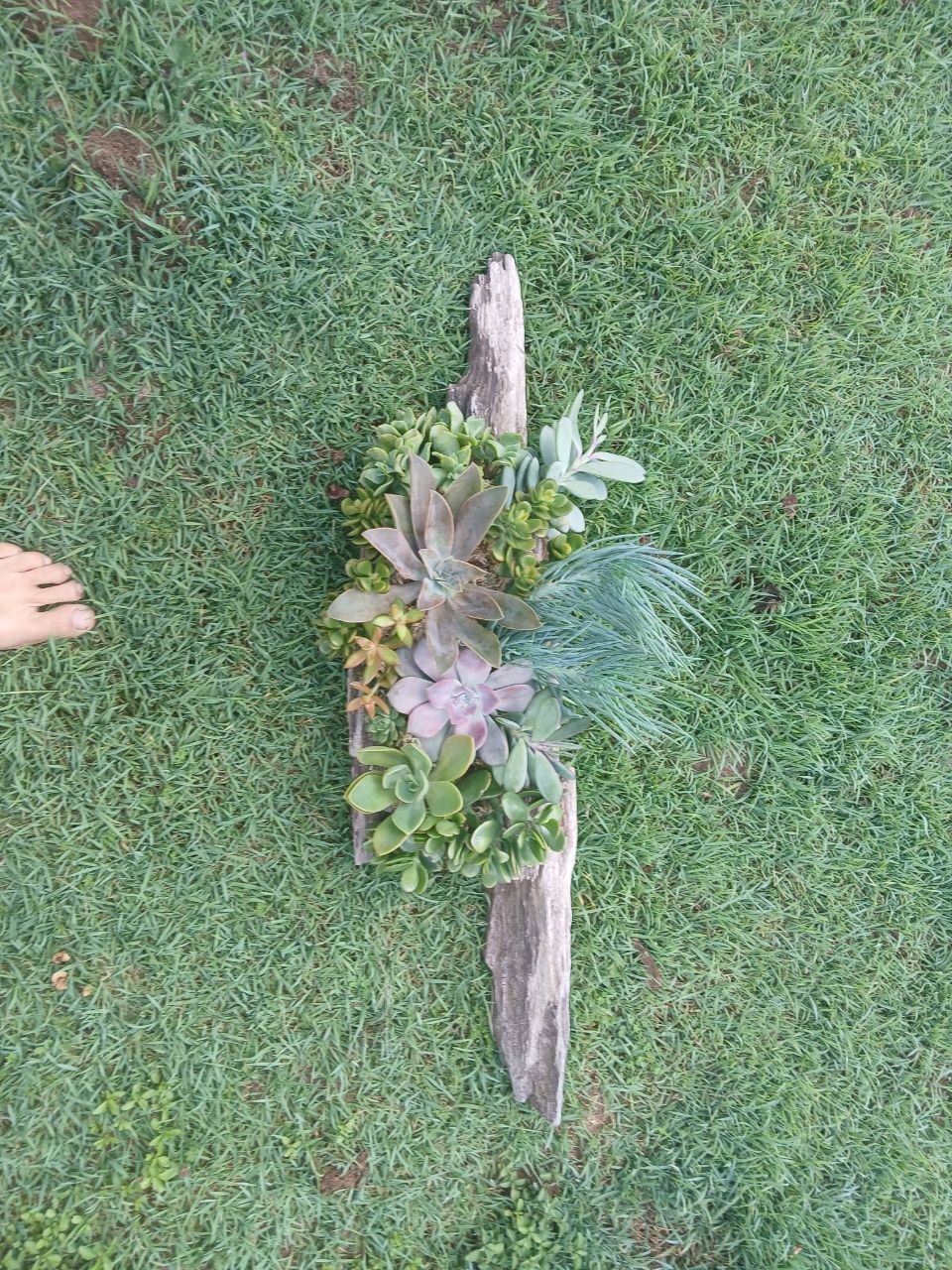 Succulent driftwood arrangement